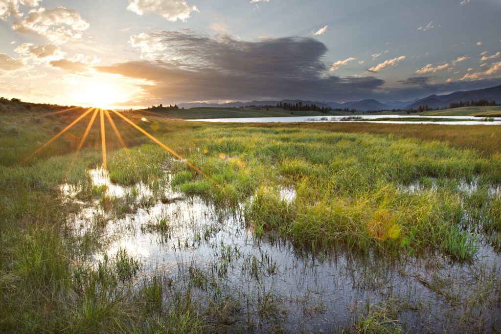 A sun setting over a swamp setting.