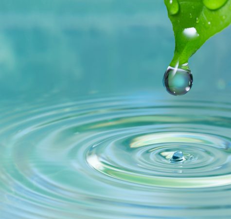 A drop at the edge of a leaf falls into water and causes ripples.