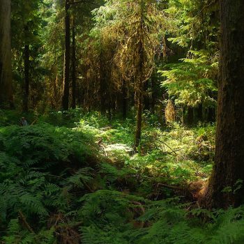 A scene in a rainforest with green trees and bushes.