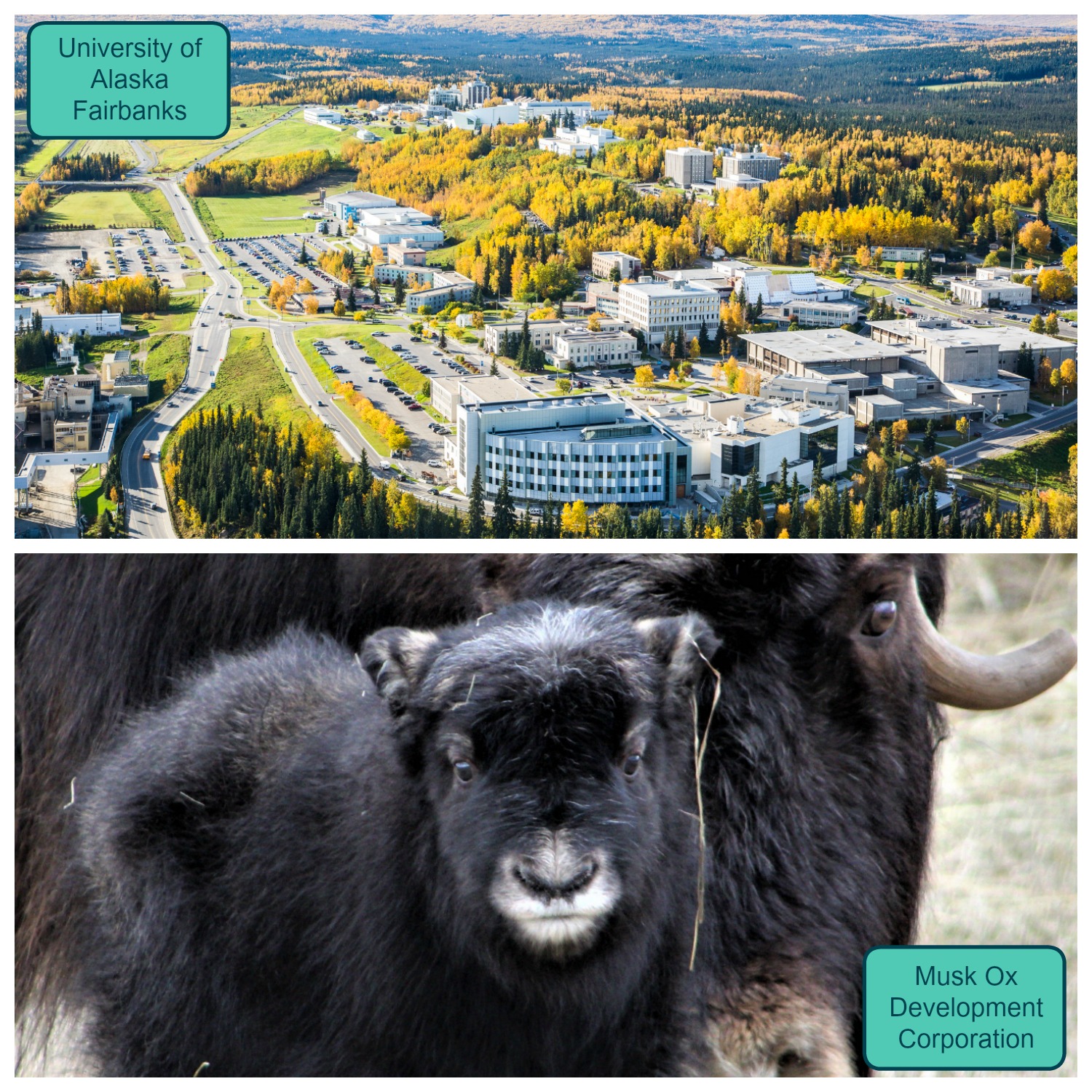 Image 1: a overhead shot of a college campus with green and yellow trees around it. Text overlay says "University of Alaska Fairbanks." Image 2: a close up shot of a baby musk ox with a full-grown ox behind it. Text overlay says "Musk Ox Development Corporation."