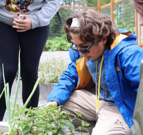 A child looks at a plant.