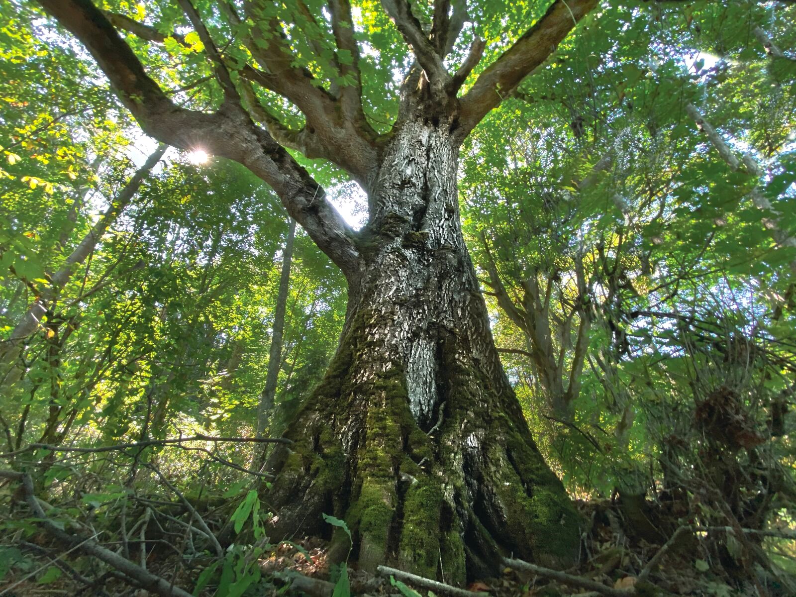 View from ground looking up at tree trunk with sunlight peaking through the branches